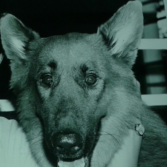 Meet your Posher, Ana - Picture 1 of 1